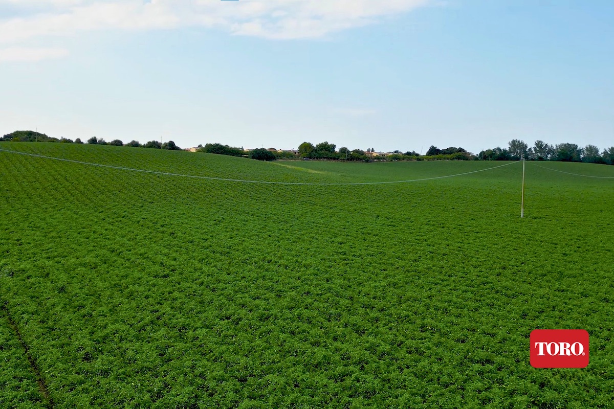 I campi di pomodoro da industria dell'azienda agricola Saltalamacchia a Montalto di Castro in provincia di Viterbo